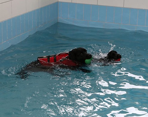 Geschwommen wird in einem beheizten Pool, bei einer Wassertemperatur zwischen 26 und 28 Grad, das ganze Jahr über.

Der Hund trägt für das Schwimmen eine Schwimmweste für eine bessere Lage im Wasser.

Der Körper des Hundes ist im Wasser praktisch schwerelos. (Das Eigengewicht verringert sich um bis zu 90 %). Der Auftrieb im Pool bewirkt vor allem eine mechanische Entlastung der Extremitäten. Bälle oder andere Spielzeuge werden zur Motivation genutzt.