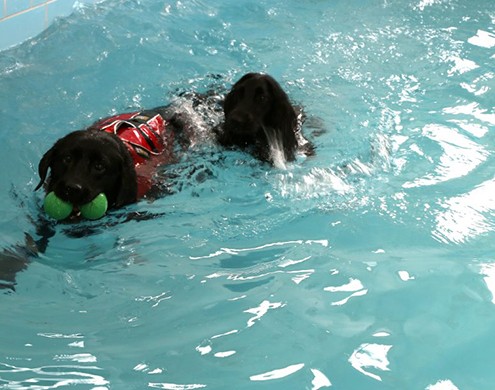 Geschwommen wird in einem beheizten Pool, bei einer Wassertemperatur zwischen 26 und 28 Grad, das ganze Jahr über.

Der Hund trägt für das Schwimmen eine Schwimmweste für eine bessere Lage im Wasser.

Der Körper des Hundes ist im Wasser praktisch schwerelos. (Das Eigengewicht verringert sich um bis zu 90 %). Der Auftrieb im Pool bewirkt vor allem eine mechanische Entlastung der Extremitäten. Bälle oder andere Spielzeuge werden zur Motivation genutzt-greyscale.